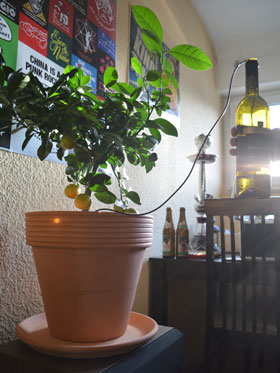 Viel Wasser läuft durch Schlauch und bewässert Pflanze